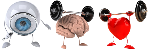 eyeball, brain, heart