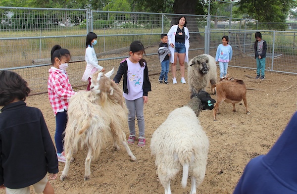 Campers petting goats at the farm