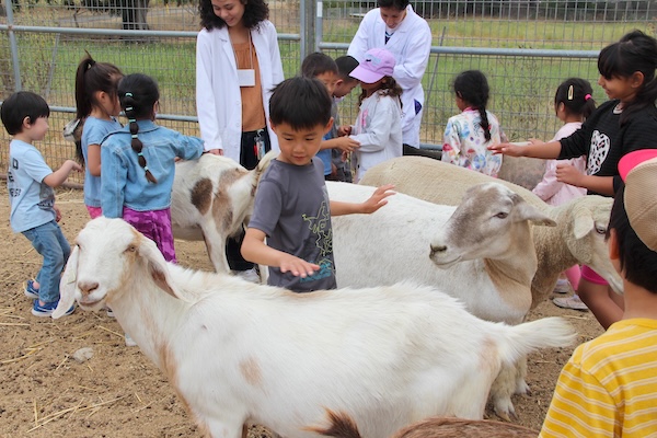 Campers at the farm petting the sheep and goats