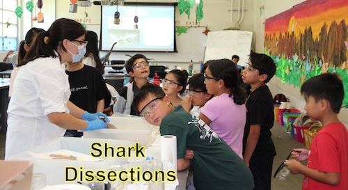 Kids dissecting sharks at science camp