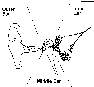 Diagram of the ear, showing outer ear, middle ear, and inner ear