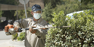 Facilities worker trimming bushes in summer heat