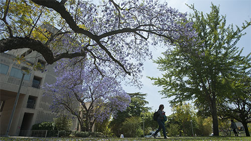 A student walks by a jacaranda at CPP.