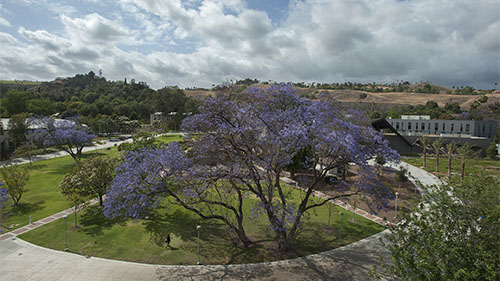 A jacaranda tree at CPP.