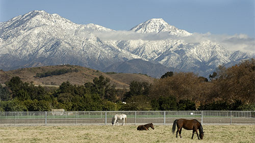 Two horses and a view of distant mountains at CPP.