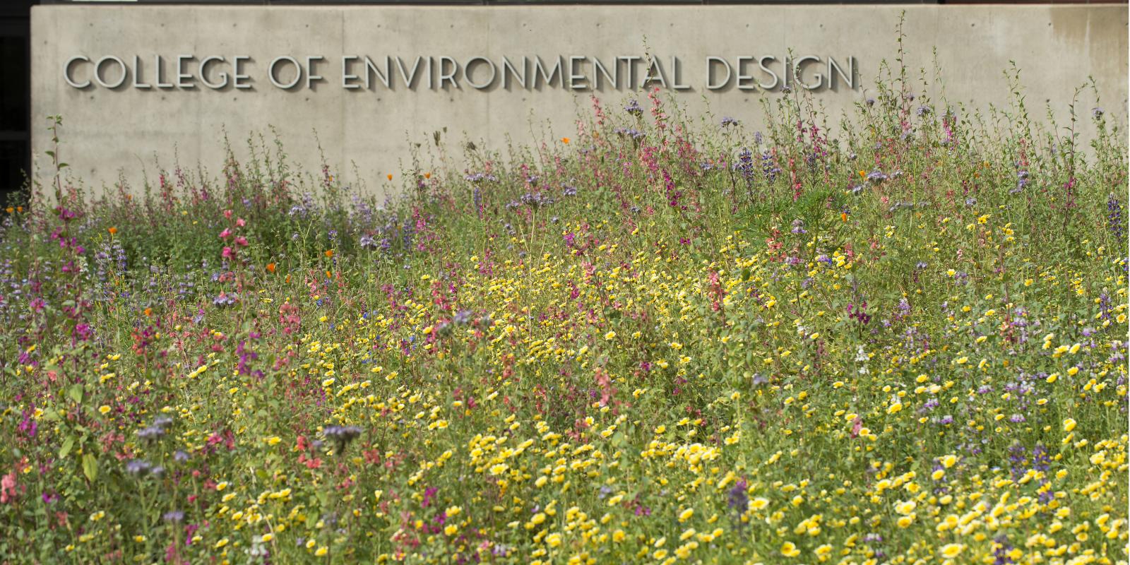 Wildflower patch in front of Building 7 (Tom Zasadzinski)   