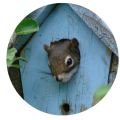 squirrel in small house mediaspokesmandotcom