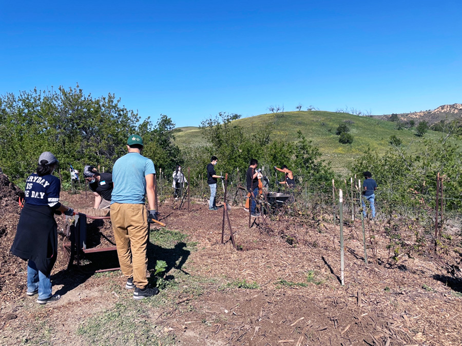 Fertilizing and mulching blackberries (Image courtesy of Jillian Gomez)