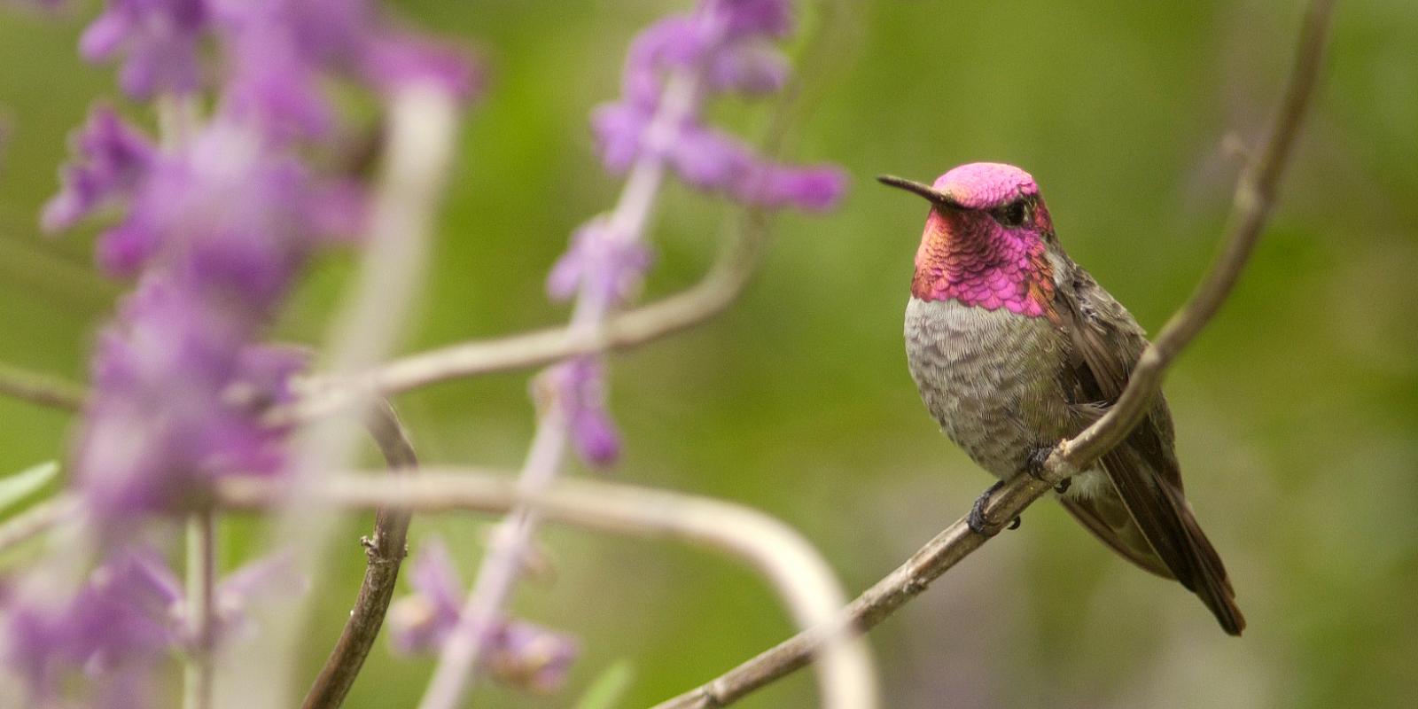 Beautiful Hummingbird