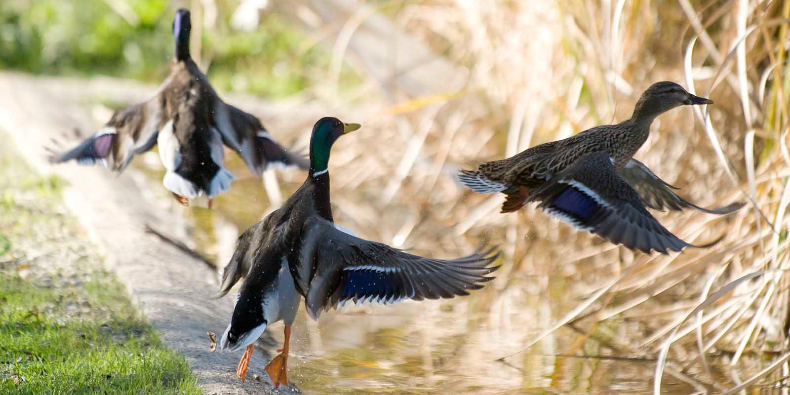 Trio of ducks