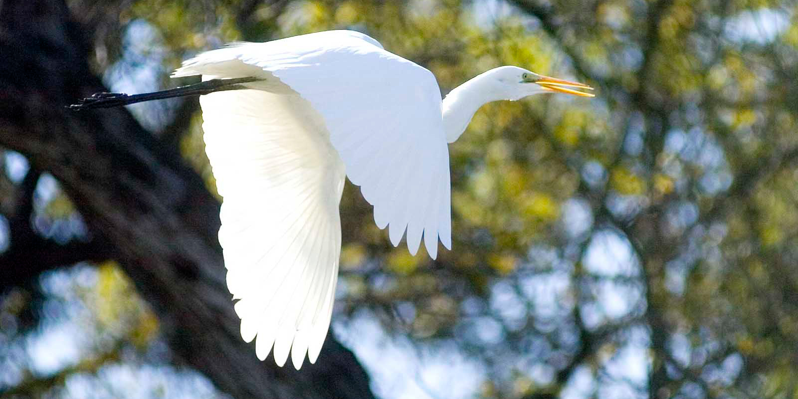 A cattle egret