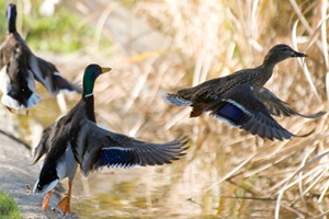 Ducks playing at the Lyle Center's protected wetlands