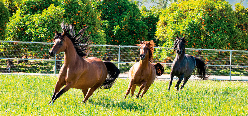 Horses running