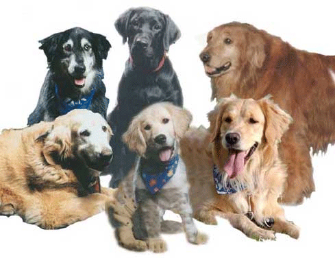 Group of dogs