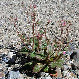 Aliciella latifolia