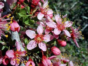 Prunus andersonii