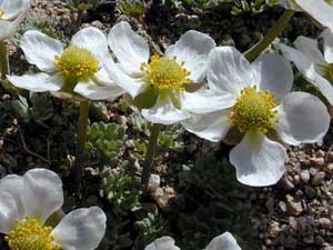 Ranunculus andersonii