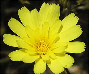 Calycoseris parryi