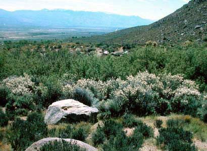 Desert Ceanothus