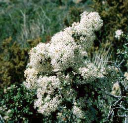 Desert Ceanothus 2