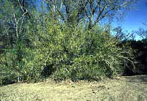 Forestiera pubescens