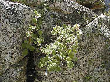 <I>Jamesia americana</I>