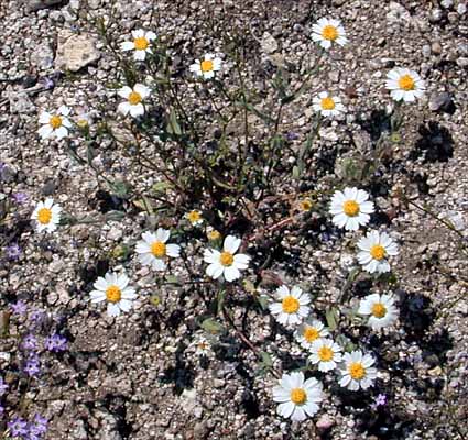 Layia glandulosa