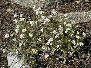 Linanthus nuttallii