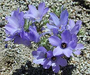 Linanthus parryae