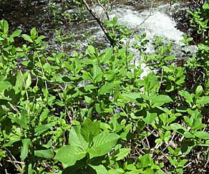 Calycoseris parryi
