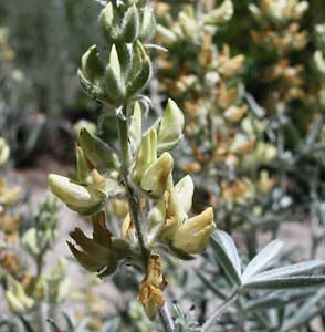 DeDecker's Lupine