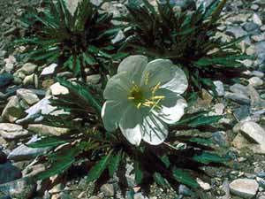 <I>Oenothera caespitosa</I>