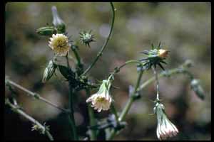 Rafinesquia californica
