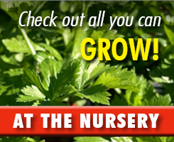 check out all you can grow AT THE NURSERY
