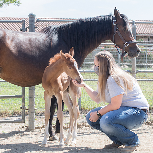 A student takes care of Brooklyn, a new colt at the Arabian Horse Center