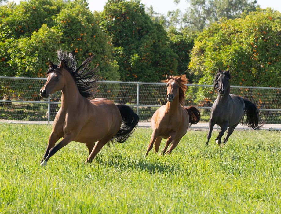 horses running on a field