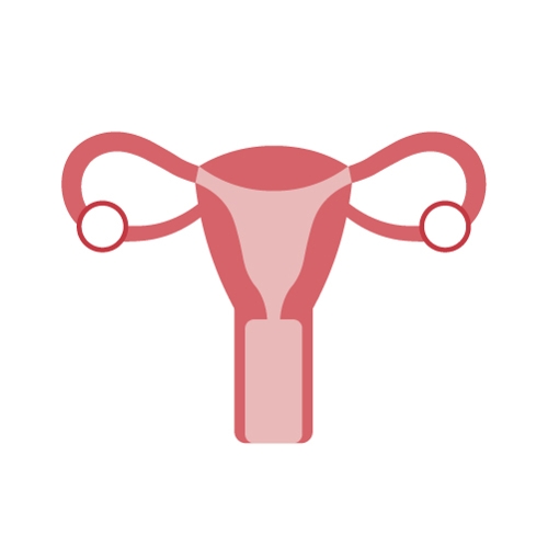 illustration of reproductive organ