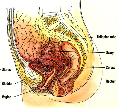 cutaway of woman's pelvic from the side