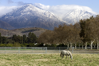Horse with mountains