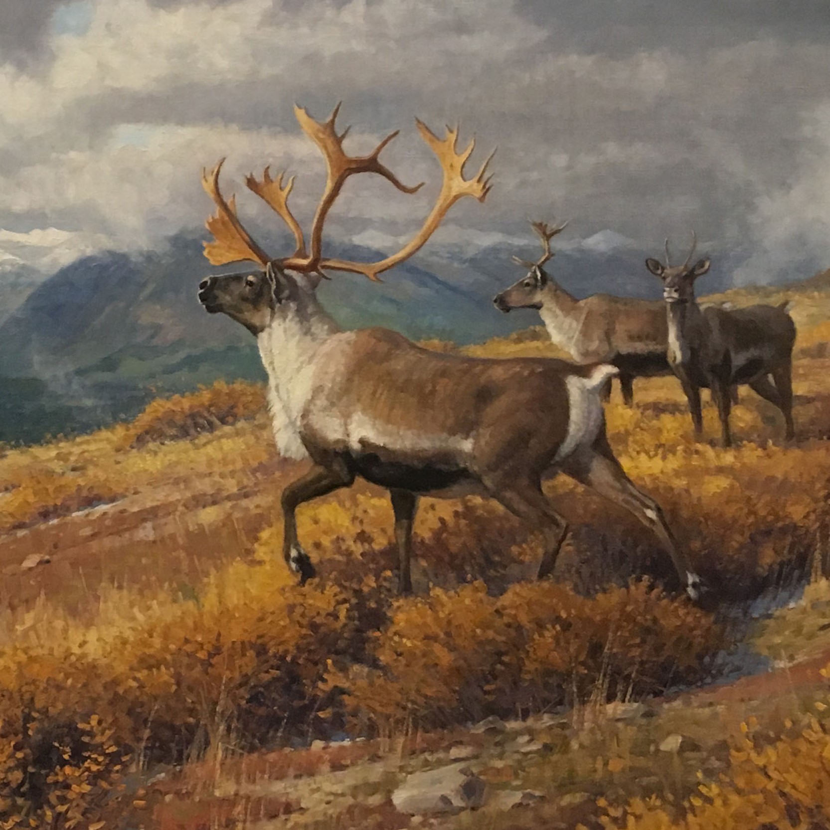 Above the Yukon (Caribou)