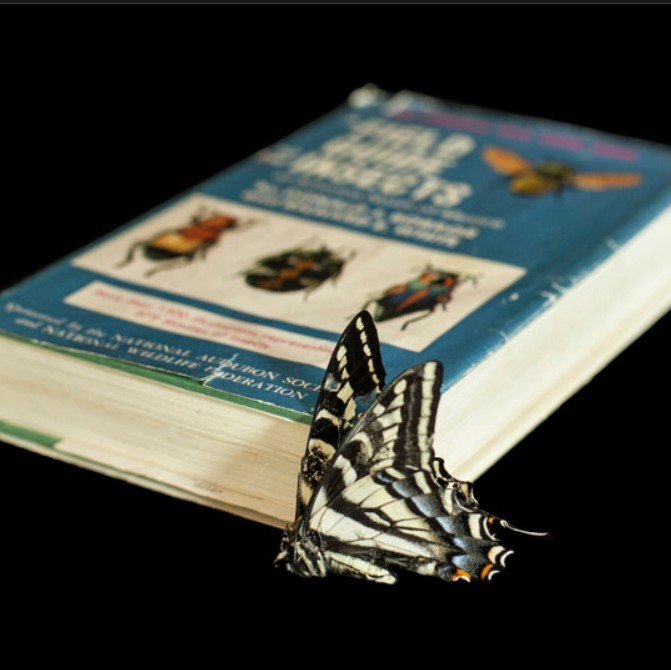 butterfly book with butterfly