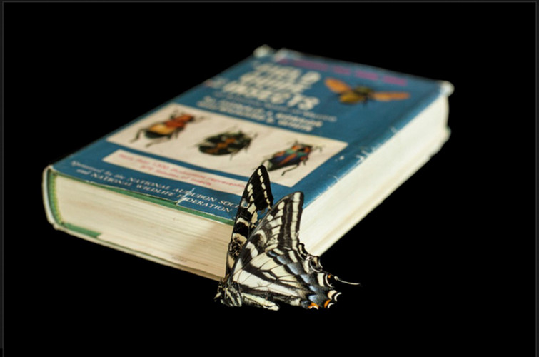 butterfly book with butterfly