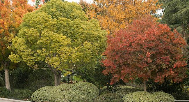 The aratani japanese garden with fall foliage.