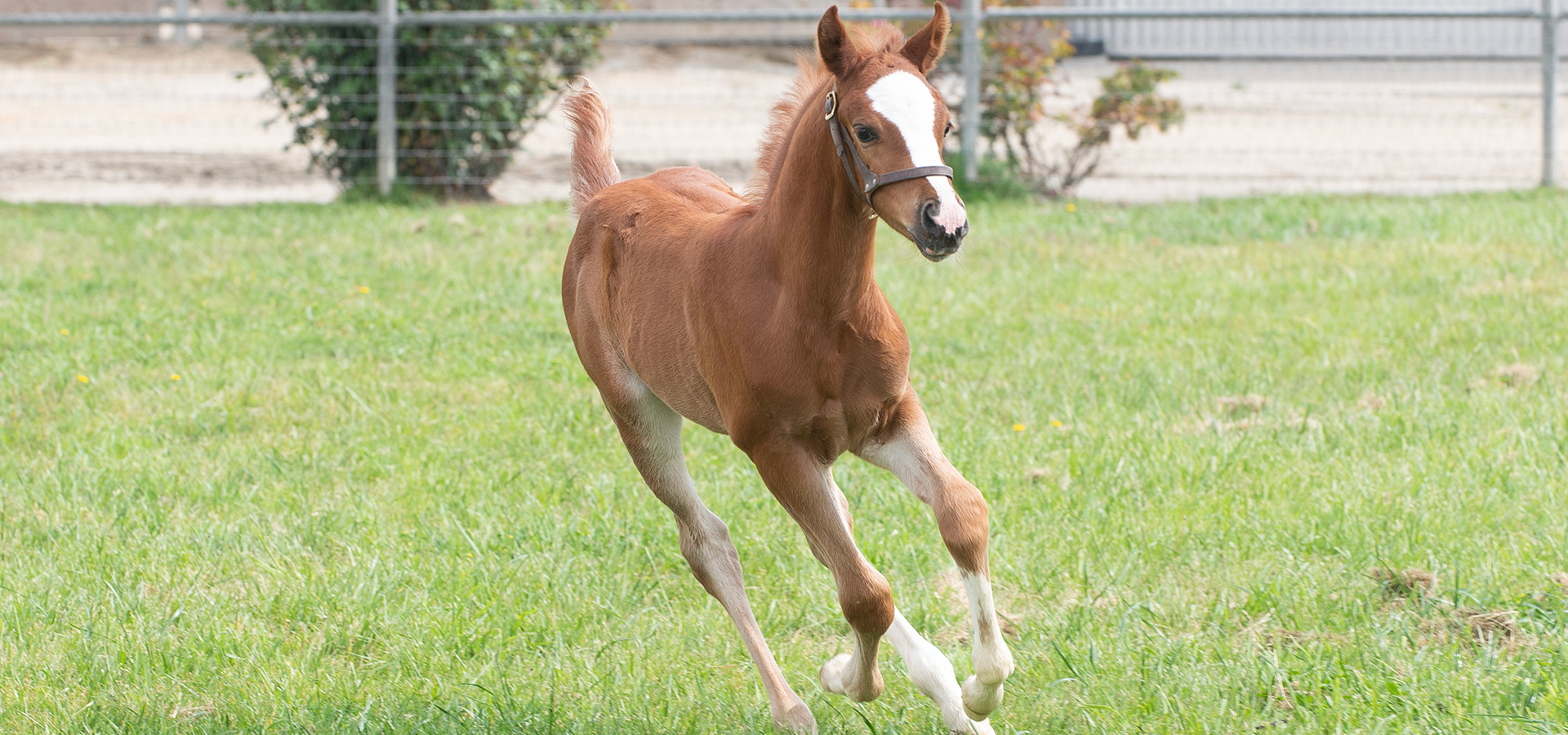 Julio, a colt born March 27