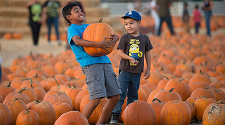 Two young boys play in the pumpkin patch