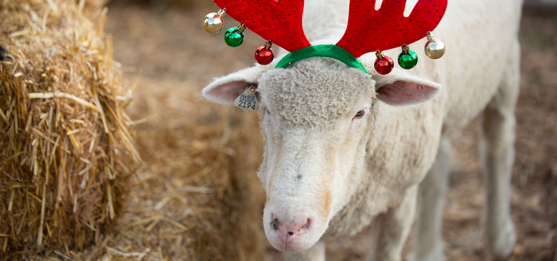 A sheep wearing Reindeer ears with bells at the 2018 holidays at the farm.