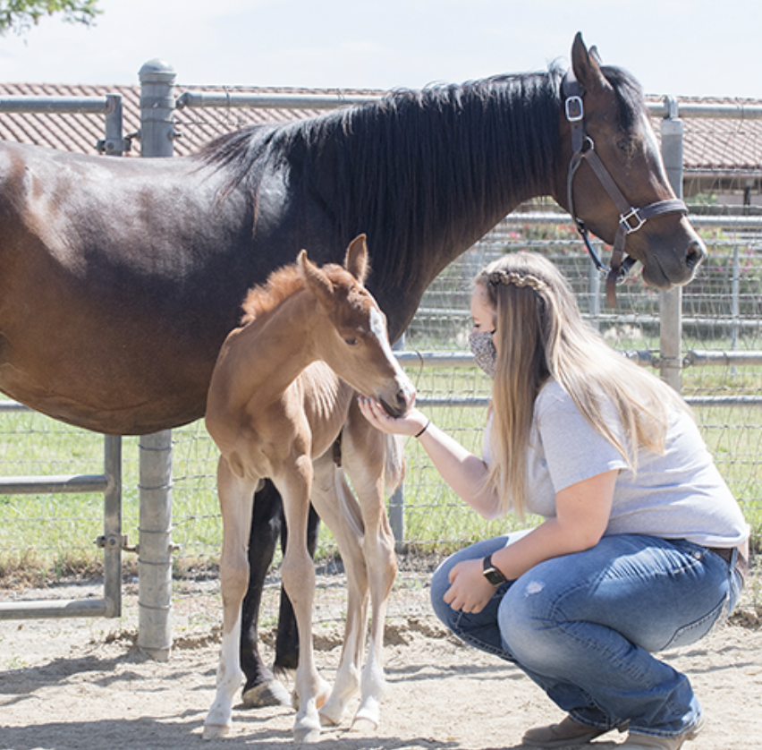Student petting a horse