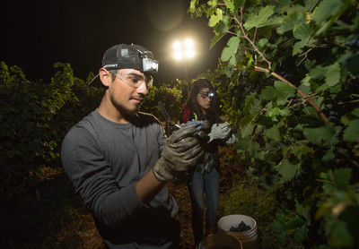grape harvest walsh