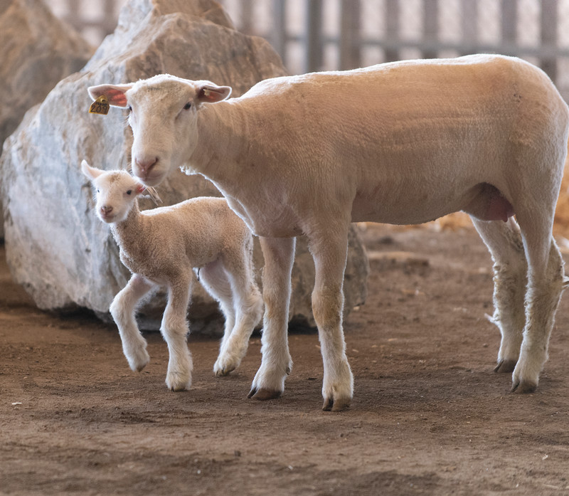 Sheep and goats at the fair