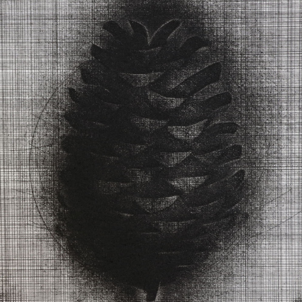 Brian D. Cohen, Pine Cone, 2015. Etching. 5 x 5“ Courtesy of the artist. An etching of a pine cone at the center